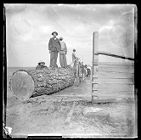 "Timber Gitters" at Bayside Plantation, Pasquotank County, North Carolina